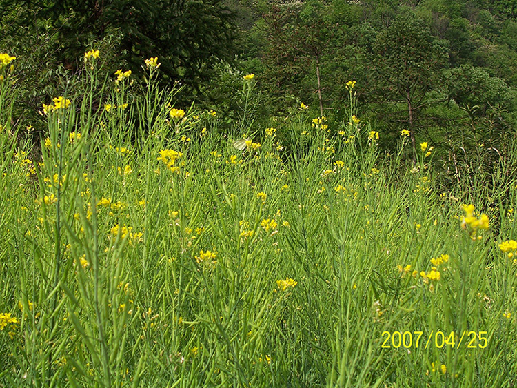 油菜花