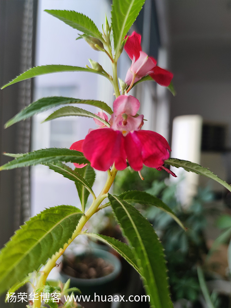 指甲花
