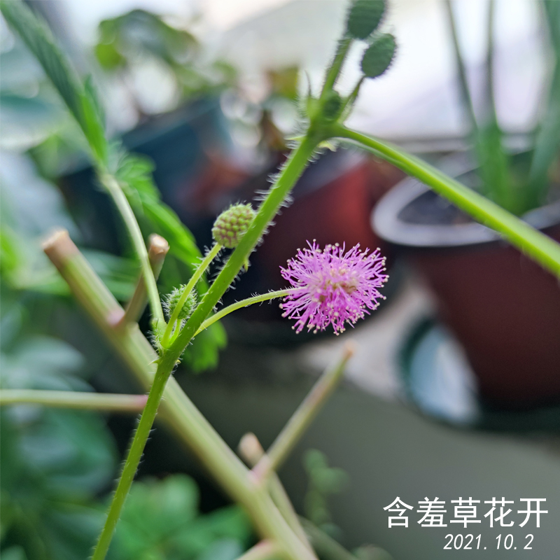 含羞草花开了粉红可爱小