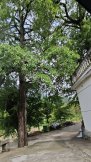 安徽至河南柏山途经狮子峰参观法眼寺息影塔